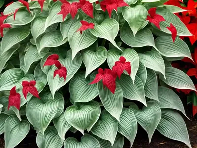 Hosta (Hosta ‘Red October’)