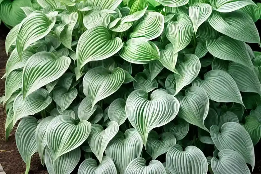 Hosta (hosta ‘revolution’) — photo 2