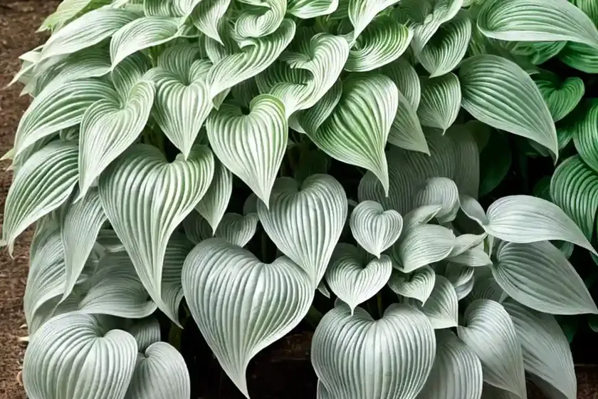 Hosta (hosta ‘revolution’) — photo 3