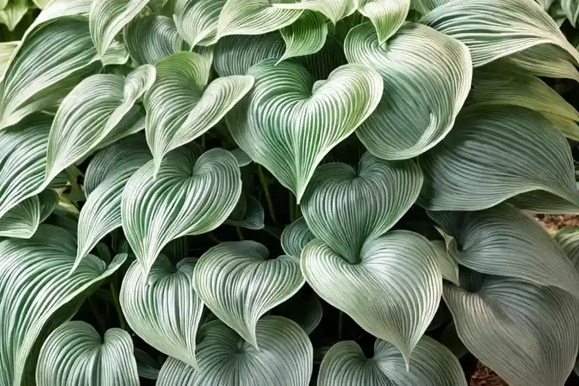 Hosta (hosta ‘ruffles’) — photo 2