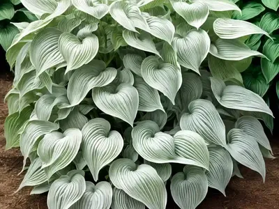 Hosta (Hosta ‘Ruffles’)