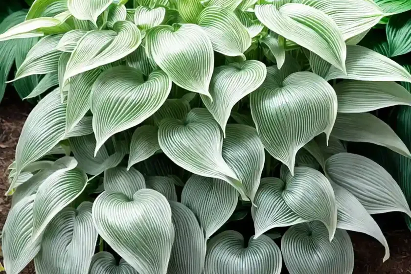 Hosta (hosta sieboldiana) — photo 3