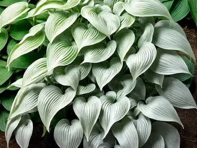 Hosta (Hosta Sieboldiana)