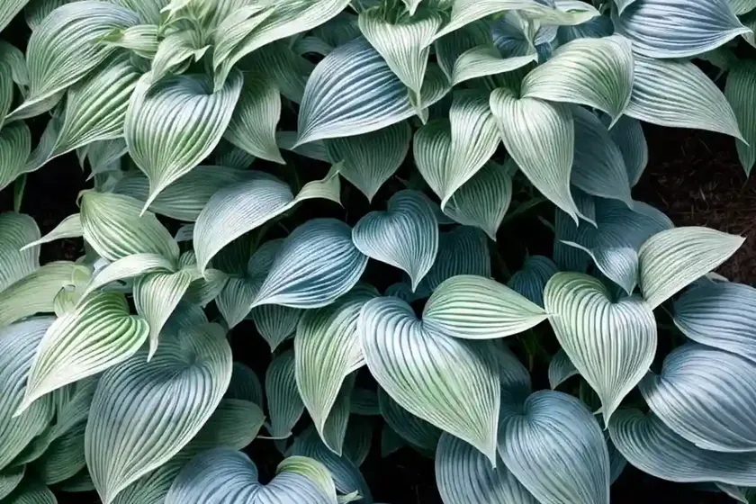 Hosta (hosta (tardiana group) ‘blue moon’) — photo 2