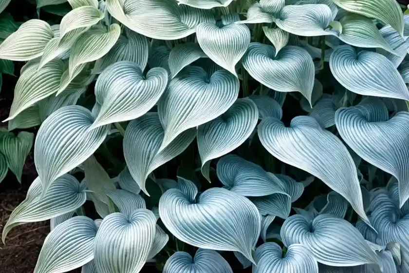 Hosta (hosta (tardiana group) ‘blue moon’) — photo 3