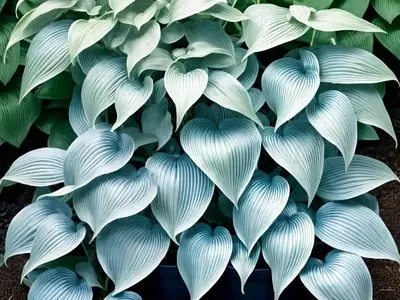 Hosta (Hosta (Tardiana Group) ‘Blue Moon’)