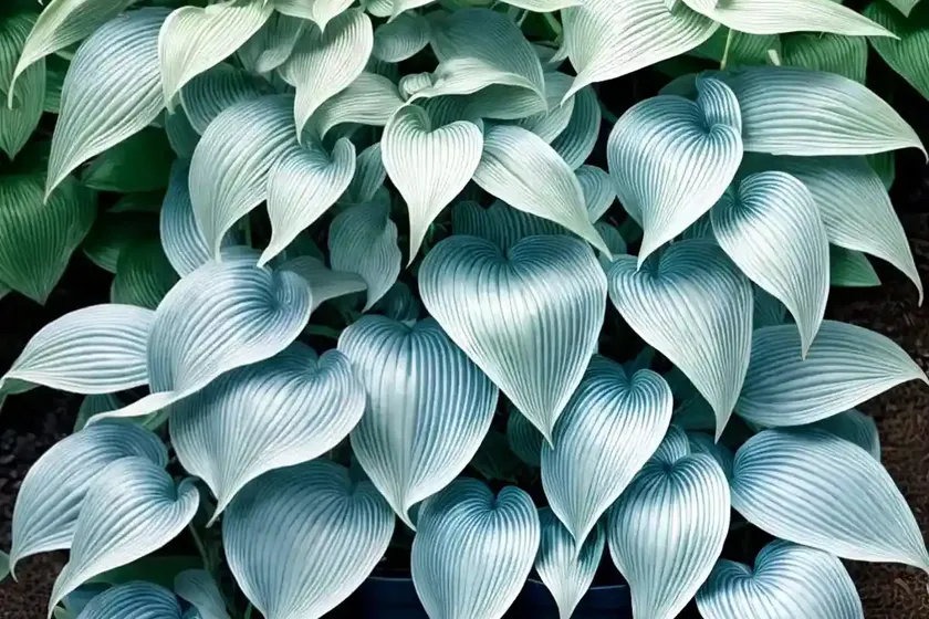 Hosta (hosta (tardiana group) ‘blue moon’)