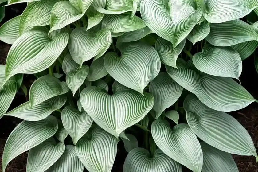 Hosta (hosta (tardiana group) ‘hadspen hawk’) — photo 3