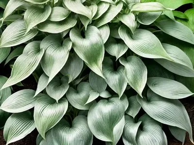 Hosta (Hosta (Tardiana Group) ‘Hadspen Hawk’)