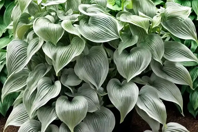 Hosta (hosta ‘zounds’) — photo 2