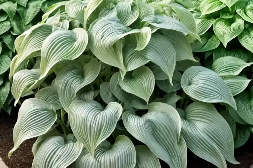 Hosta (hosta ‘zounds’) — photo 3