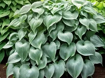 Hosta (Hosta ‘Zounds’)