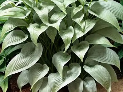 Hosta ‘Minuteman’ (Plantain Lily)