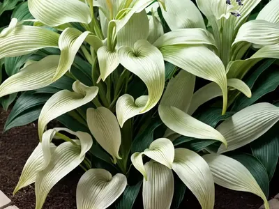 Hosta ‘Royal Crest’ (Plantain Lily)