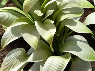 Hosta Undulata Var. Undulata (Wavy Plantain Lily)