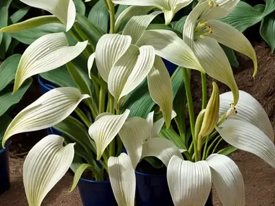 Hosta ‘Vulcan’ (Plantain Lily)
