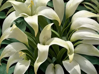 Hosta ‘Warwick Comet’ (Plantain Lily)