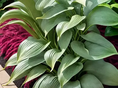Hosta ‘Waterslide’ (Plantain Lily)