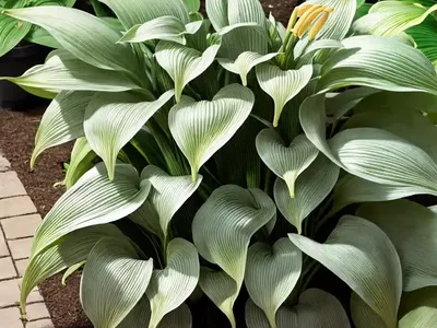 Hosta ‘Wide Brim’ (Plantain Lily)