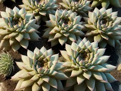 Houseleeks (Sempervivum)