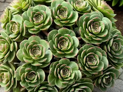Housetree Leek (Aeonium Arboreum)