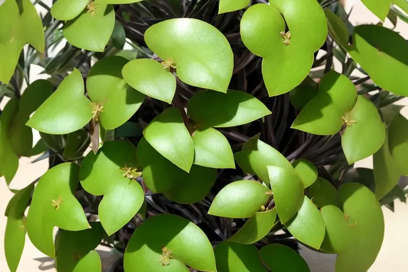 Hoya australis (hoya australis) — photo 2