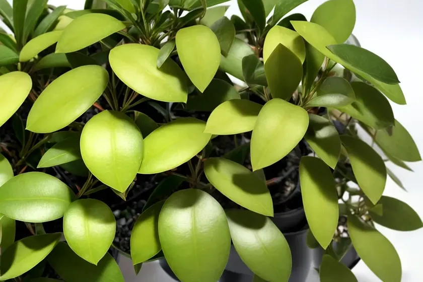 Hoya australis (hoya australis)