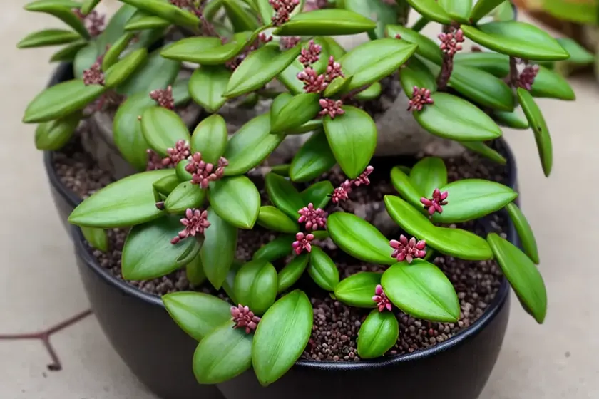 Hoya carnosa ‘compacta’ (hindu rope plant) — photo 2