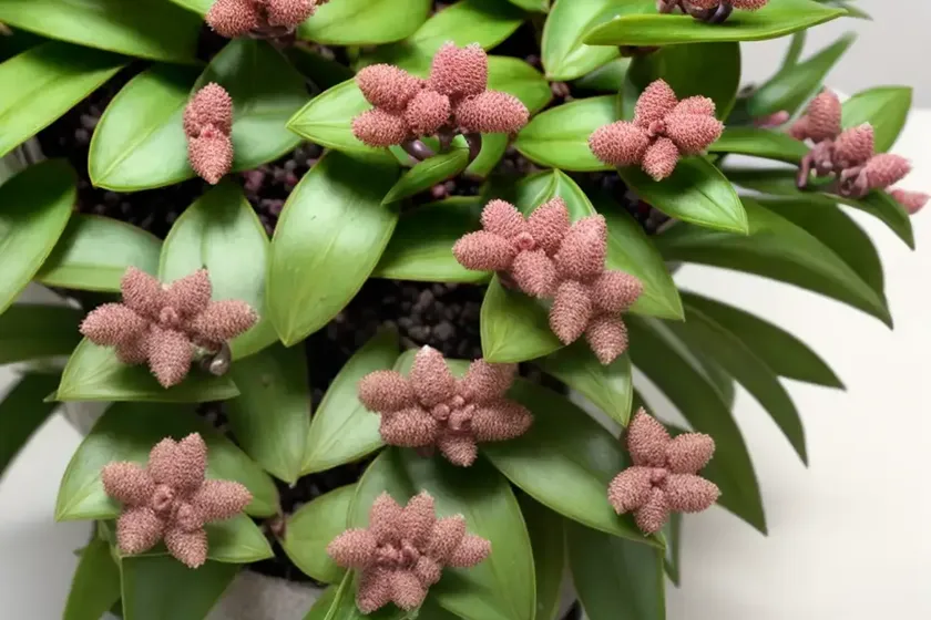 Hoya carnosa ‘compacta’ (hindu rope plant) — photo 3