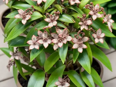 Hindu Rope Plant (Hoya carnosa ‘Compacta’) Care Guide