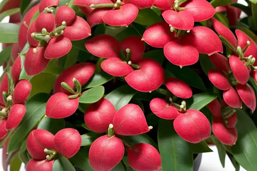 Hoya carnosa (hoya carnosa ‘krimson princess’)