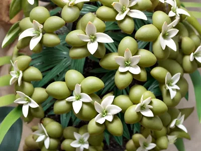 Hoya Curtisii (Hoya Curtisii)