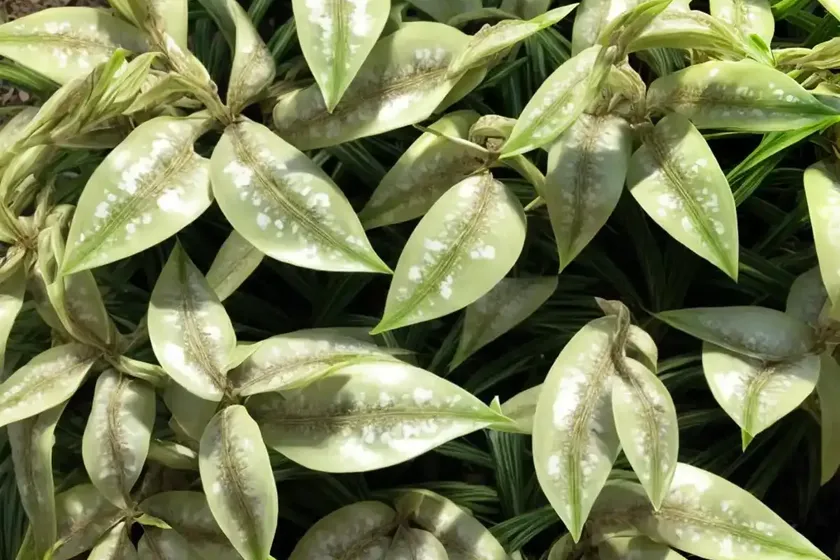 Hoya incrassata (hoya incrassata variegata) — photo 2