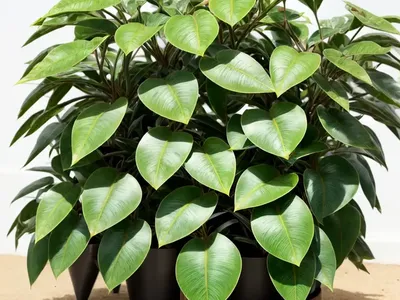 Hoya Incrassata (Hoya Incrassata Variegata)