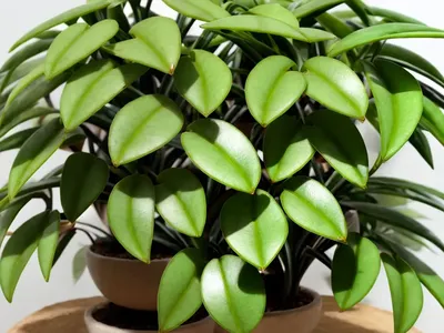 Hoya Lacunosa (Hoya Lacunosa)