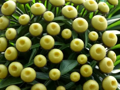 Hoya Serpens (Hoya Serpens)
