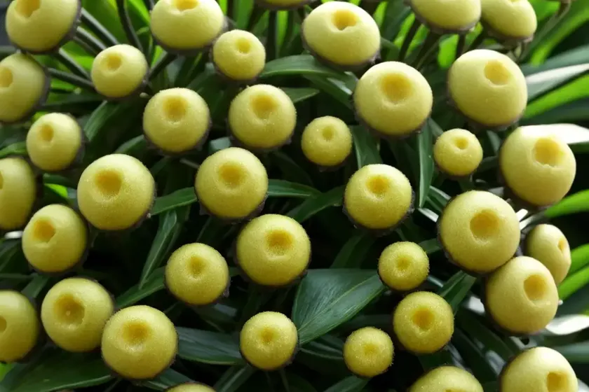 Hoya serpens (hoya serpens)