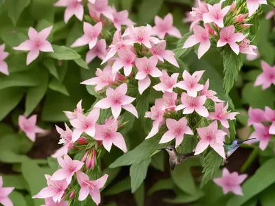Hummingbird’s Trumpet (Epilobium Californica ‘Bowman’)