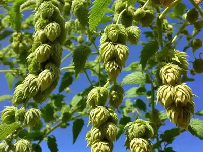 Humulus Lupulus (Common Hop)