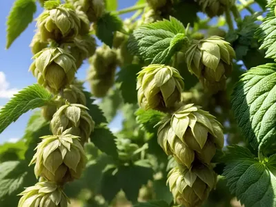 Humulus Lupulus ‘Nugget’ (Common Hop)