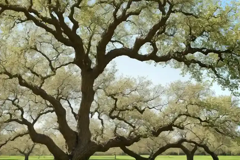 Hungarian oak (quercus frainetto) — photo 2