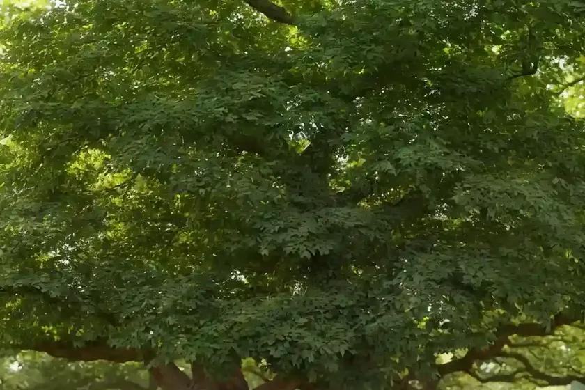 Hungarian oak (quercus frainetto ‘schmidt’ forest green) — photo 2