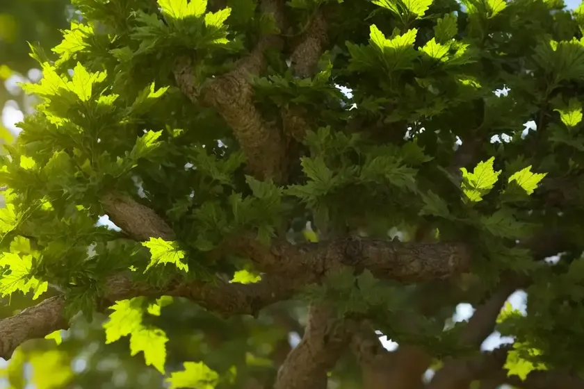 Hungarian oak (quercus frainetto ‘schmidt’ forest green) — photo 3