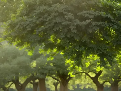 Hungarian Oak (Quercus Frainetto ‘Schmidt’ FOREST GREEN)
