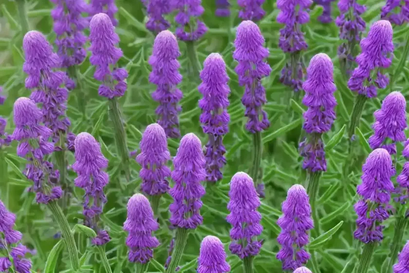 Hungarian vetch (vicia pannonica) — photo 2