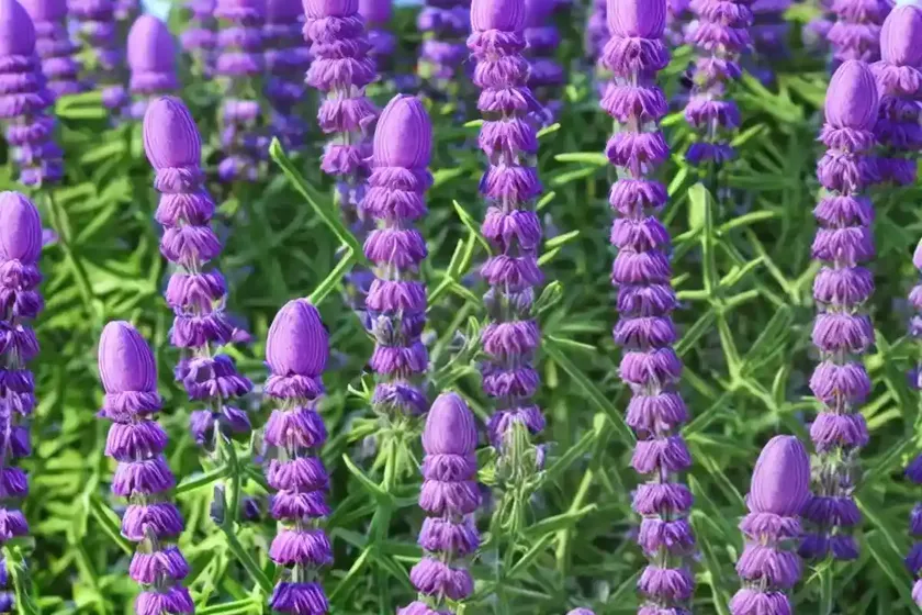 Hungarian vetch (vicia pannonica) — photo 3