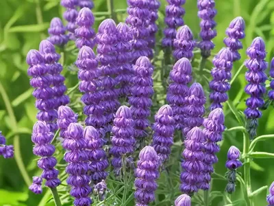 Hungarian Vetch (Vicia Pannonica)