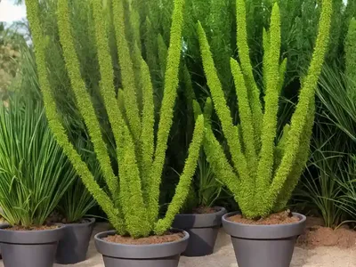 Huperzia Squarrosa (Huperzia Squarrosa)