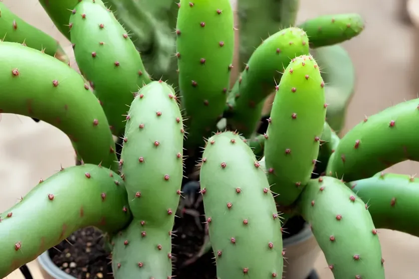 Hurricane cactus (lepismium cruciforme) — photo 2