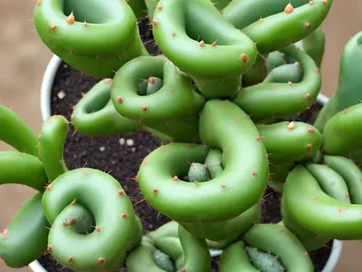 Hurricane Cactus (Lepismium Cruciforme)